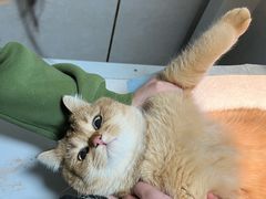 -关爱动物医院·心脏·中兽医·异宠(金牛路分院)