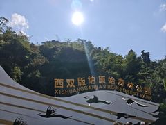 -西双版纳原始森林公园