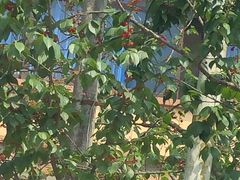 -樱桃山旅游景区