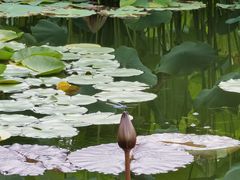 -国家植物园南园