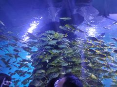-西安曲江海洋极地公园