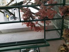 -喵屿·大理花园猫咖