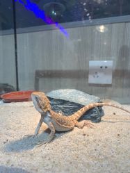 -Moni星球萌宠·小马宝莉·灵蛇·高端高阶全萌宠互动体验俱乐部(红豆国际广场店)