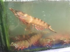-量贩海鲜餐厅
