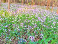 -翠湖国家城市湿地公园
