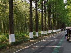 -黄海国家森林公园