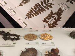 -四川大学博物馆