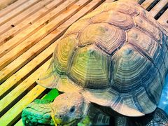 -上海大自然野生昆虫馆(东方明珠·爬宠昆虫探索中心)