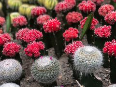 -南山植物园