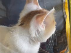 -瑞派福兴宠物医院犬猫全科·骨科·中西医结合(河东店)