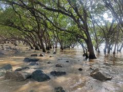 -宝安西湾红树林湿地公园