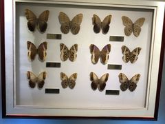 -上海昆虫博物馆