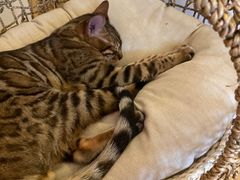 -猫腻·猫咖·撸猫馆(星光大道店)
