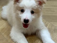 -翊宠yipet猫狗购宠庄园犬舍•猫舍