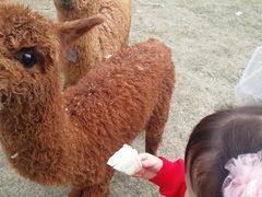-黄龙溪欢乐田园