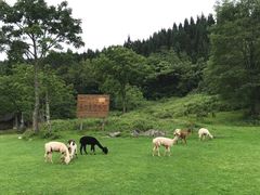-武陵山森林公园