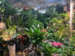 -朝来春花卉市场