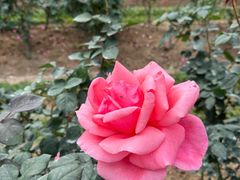 -人民公园(罗湖区)