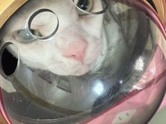 -美联众合动物医院·24h转诊中心
