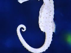 -上海海洋水族馆