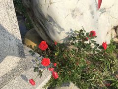 -军营村