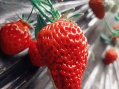 -大自然农场蔬菜草莓采摘园