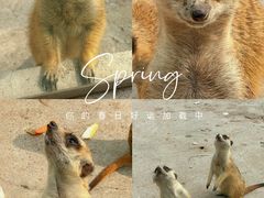 -苏州太湖西山岛开心农场