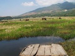 -腾冲北海湿地