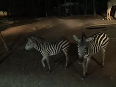 -清迈夜间动物园