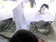 -芜湖新华联大白鲸海洋公园