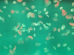 -多彩贵州城极地海洋世界