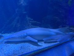 -太平洋海底世界