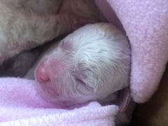 -美联众合宠物医院·爱萌分院·内外科·猫科中心