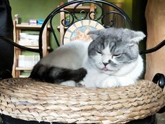 -猫猫幼稚园·撸猫·桌游·电玩