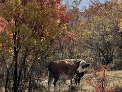 -塞罕坝国家级自然保护区