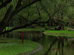 -上海共青森林公园