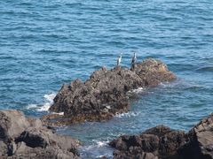 -龙头岩(Dragon Head Rock)