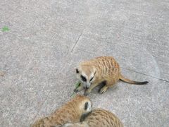 -合肥野生动物园