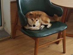 -是阿柴呀！柴犬咖啡·爱喵喵猫咖