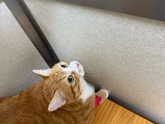 -爱妮康宠物医院·干细胞免疫细胞·肿瘤·心脏(张江店)