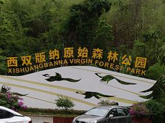 -西双版纳原始森林公园
