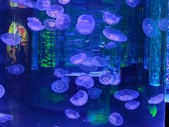 -海合安成都极地海洋公园