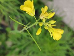 -格桑花餐厅·炭火烤羊腿(丰宁坝上草原店)