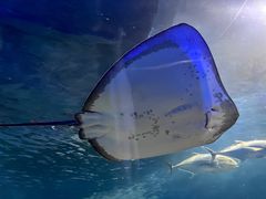 -上海海洋水族馆