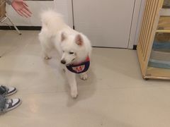 -共舞时光猫咖·狗咖(新街口店)