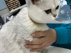 -中农国际动物医院24小时·猫科·骨科·急重症中心