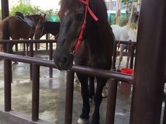 -灵玲国际马戏城