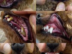 -爱宠屋pet shop·宠物洗澡·宠物美容