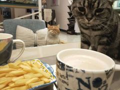 -有猫儿腻咖啡厅.猫咖