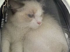 -爱佳宠物中心医院24H·CT·骨外科·猫专科(瑶海万达店)